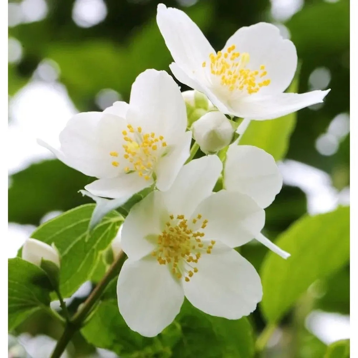 Duftender Bauernjasmin 80-100cm - Philadelphus coronarius