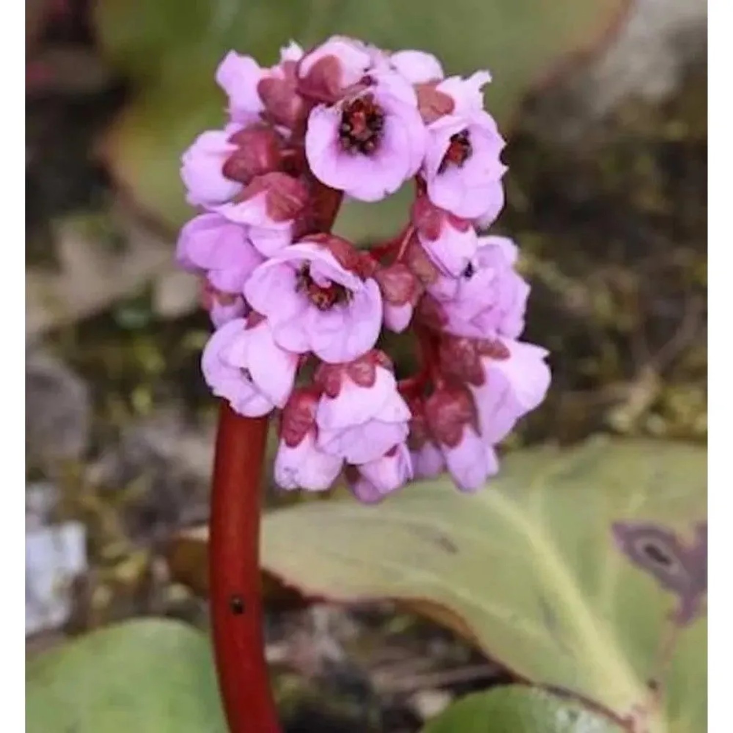 Bergenie Herbstblüte - Bergenia cordifolia