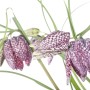 Nahaufnahme der Schachbrettblume (Fritillaria meleagris) im 9x9 cm Topf. Blühende Zimmerpflanze mit markantem Muster.