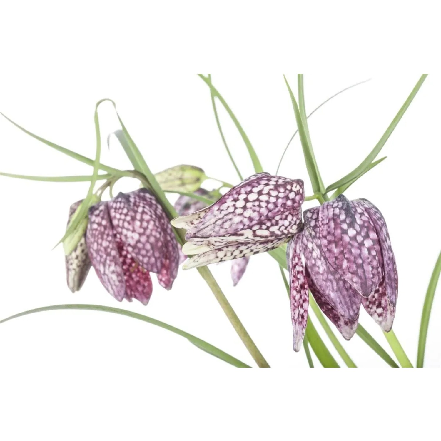 Nahaufnahme der Schachbrettblume (Fritillaria meleagris) im 9x9 cm Topf. Blühende Zimmerpflanze mit markantem Muster.