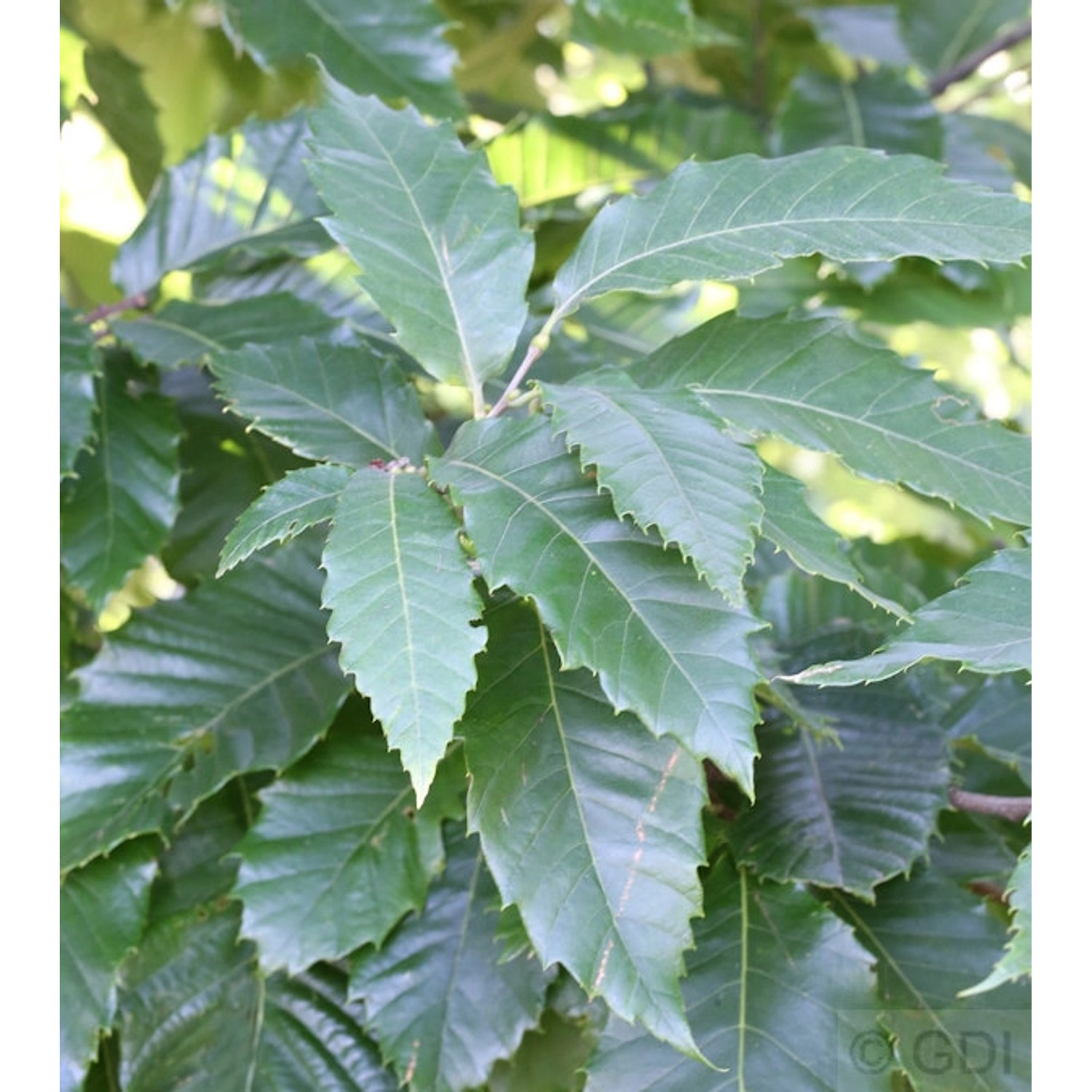 Eßkastanie 80-100cm - Castanea sativa günstig online kaufen