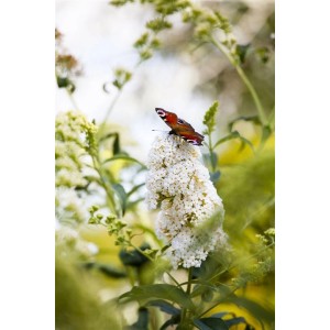 Schmetterling auf weiß blühendem Buddleja 'Peace' Schmetterlingsstrauch.