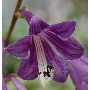 Nahaufnahme einer lilafarbenen Korea Funkie (Hosta clausa) Blüte mit weißen Akzenten.