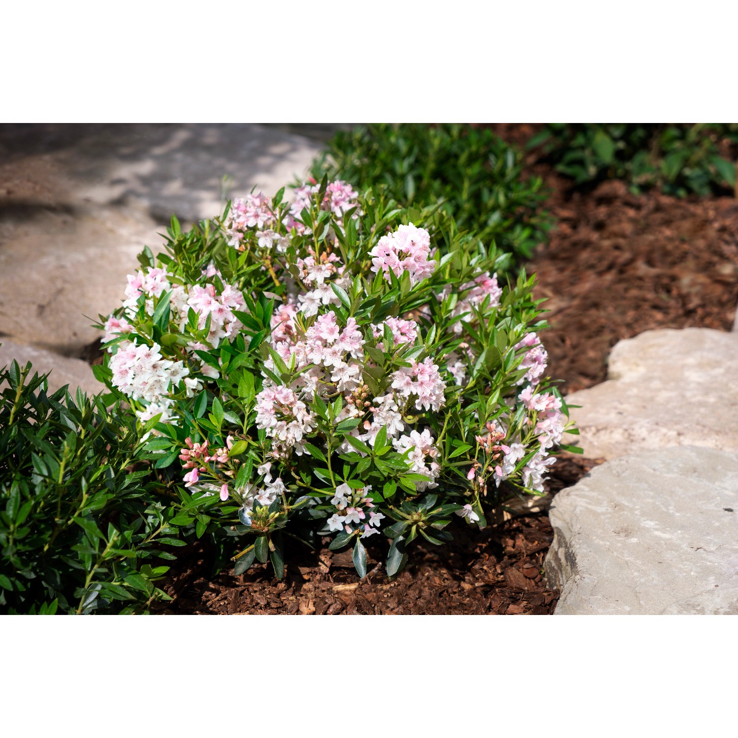 Rhododendron Bloombux® Rosa Höhe ca. 5 - 10 cm Topf ca. 2 l Rhododendron