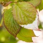 Dekorative Kiwi Actinidia Kolomikta mit grün-weiß panaschiertem Laub, Nahaufnahme.