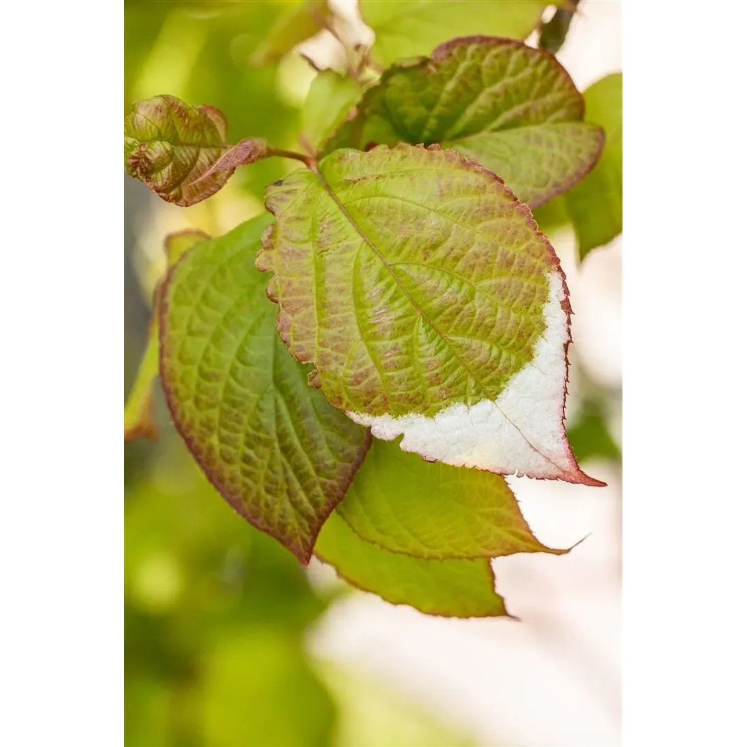 Dekorative Kiwi Actinidia Kolomikta mit grün-weiß panaschiertem Laub, Nahaufnahme.