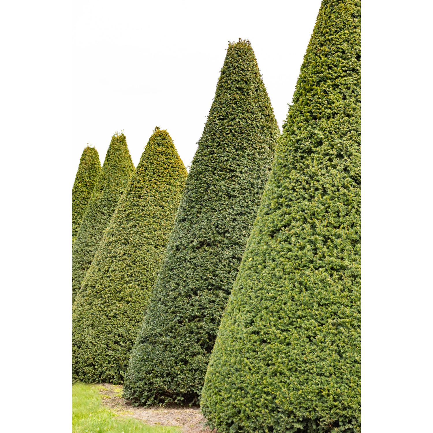 OBI Eibe Höhe ca. 40 50 cm Topf ca. 5 l Taxus kaufen bei OBI