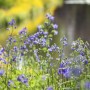 Blühende Himmelsleiter (Polemonium Caeruleum) mit blauen Blüten im Garten.