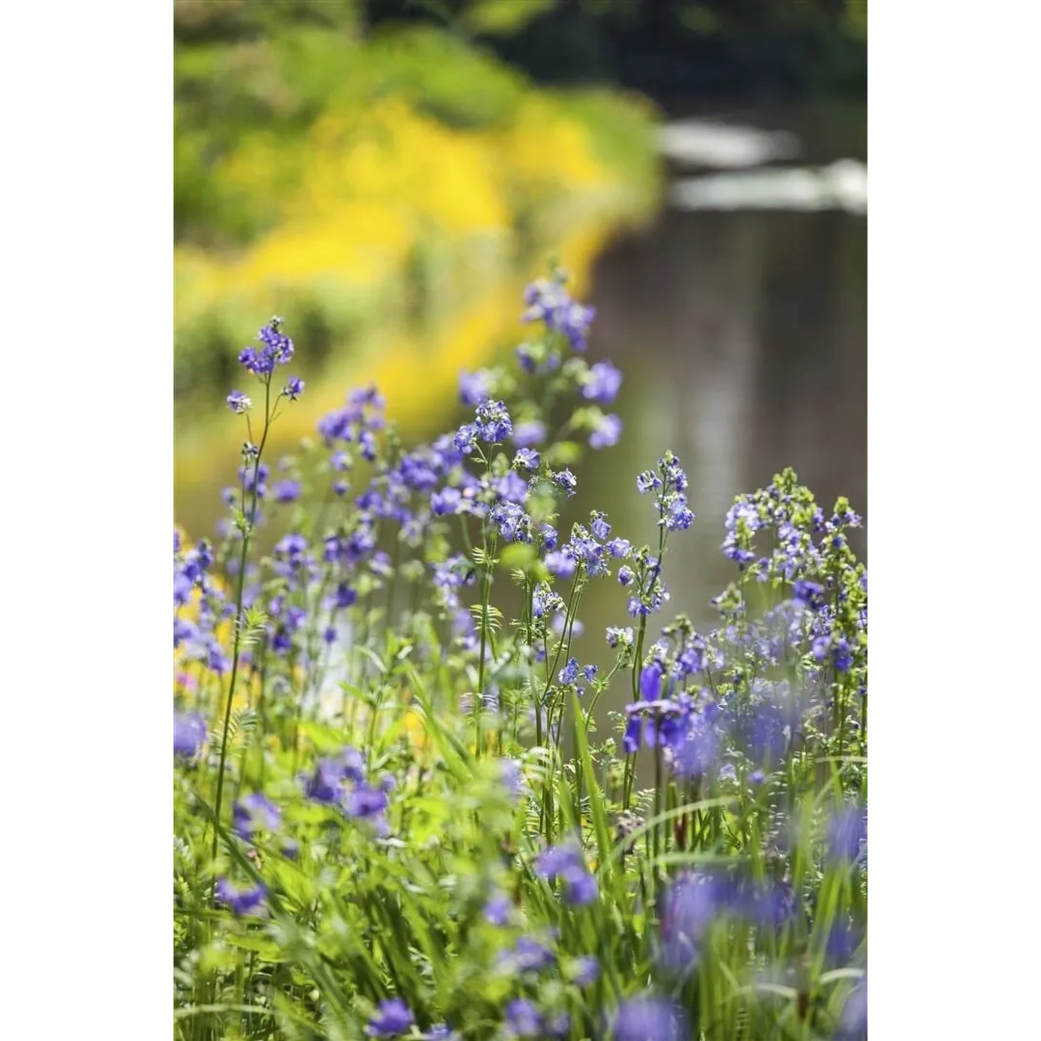 Blühende Himmelsleiter (Polemonium Caeruleum) mit blauen Blüten im Garten.