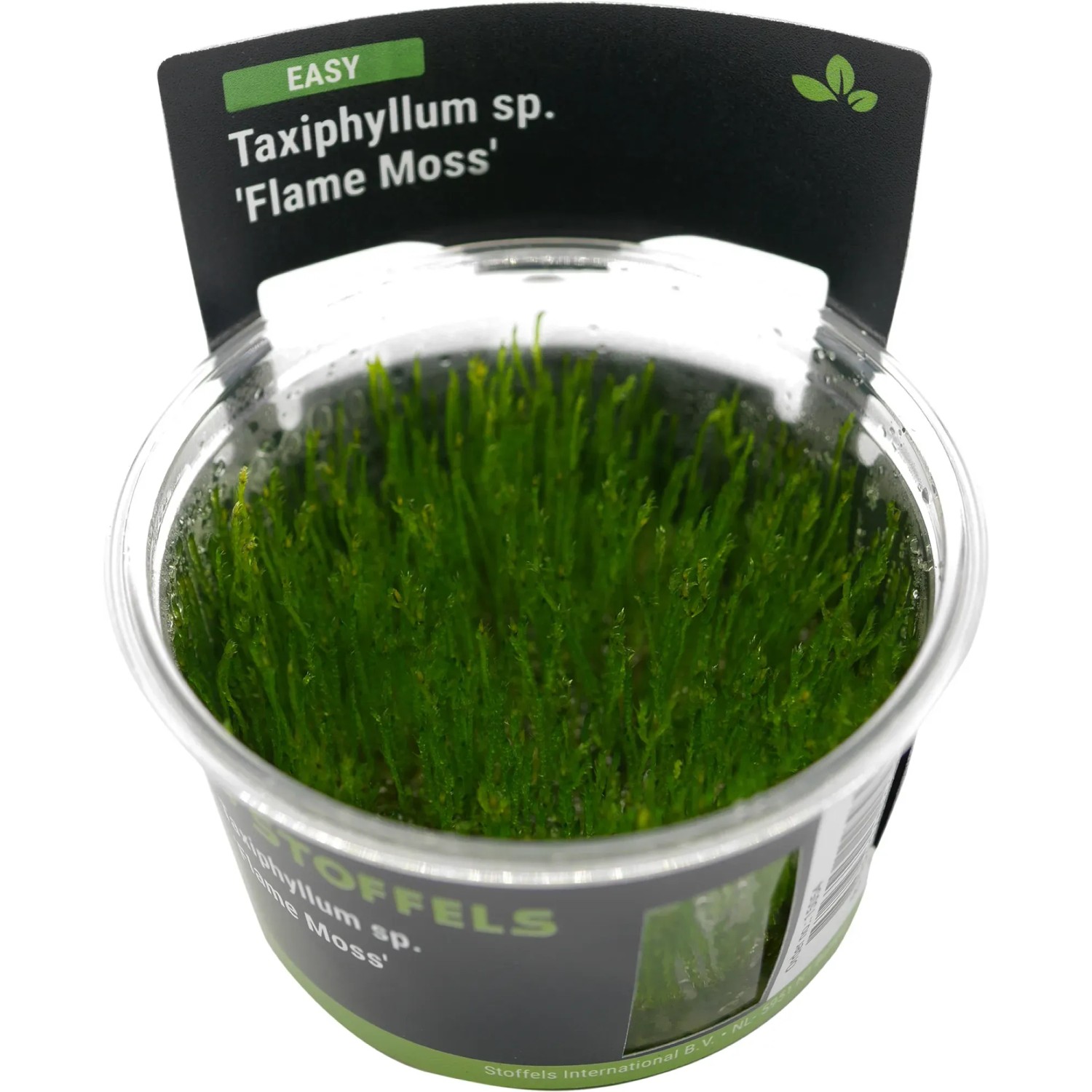 Taxiphyllum sp. Flame Moss in-vitro