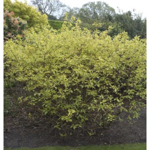 Gelbbunter Hartriegel Strauch (Cornus alba) mit gelb-grünen Blättern im Garten.