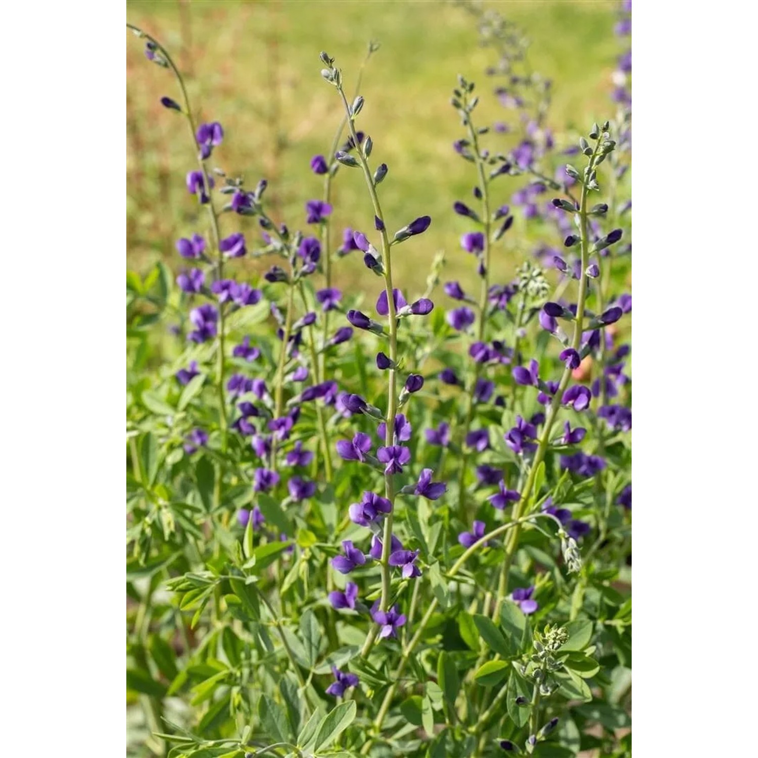 Blühende Indigolupine (Baptisia australis) im 9x9 cm Topf. Blaue Blüten und grünes Laub.