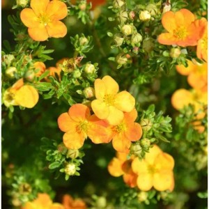 10 Spiersträucher Bella Sol (Potentilla fruticosa) mit orangefarbenen Blüten, Detailaufnahme.