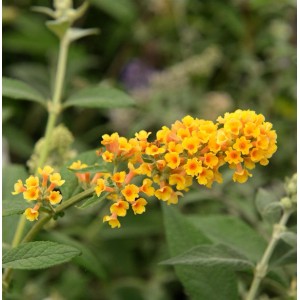 Goldgelber Sommerflieder (Buddleja weyeriana Sungold) mit üppiger Blüte.