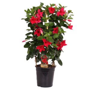 Dipladenie (Mandevilla) mit roten Blüten im Topf, ca. 50-55 cm hoch. Kübelpflanze für Frühjahrsbepflanzung.