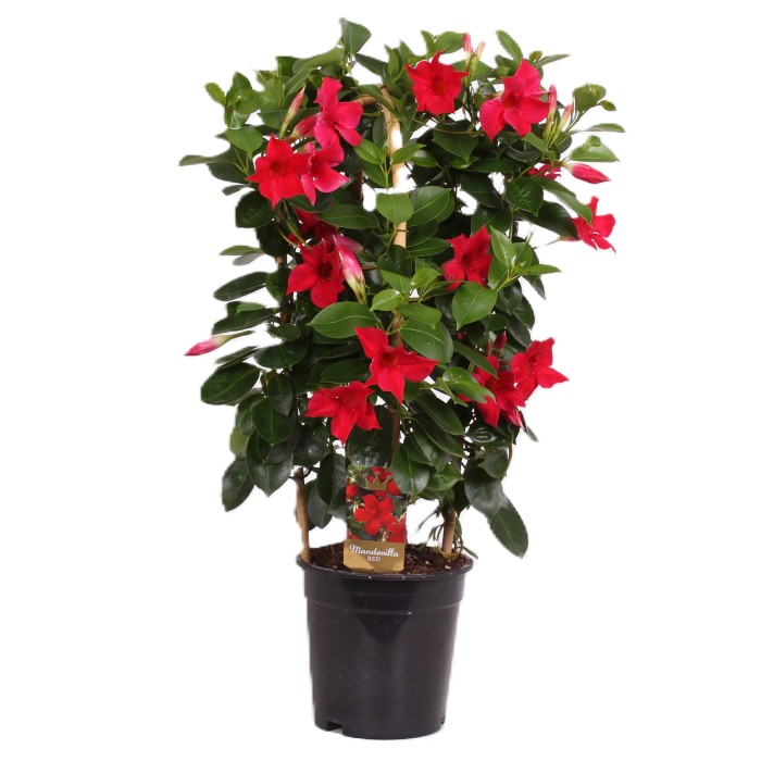 Dipladenia kaufen bei OBI