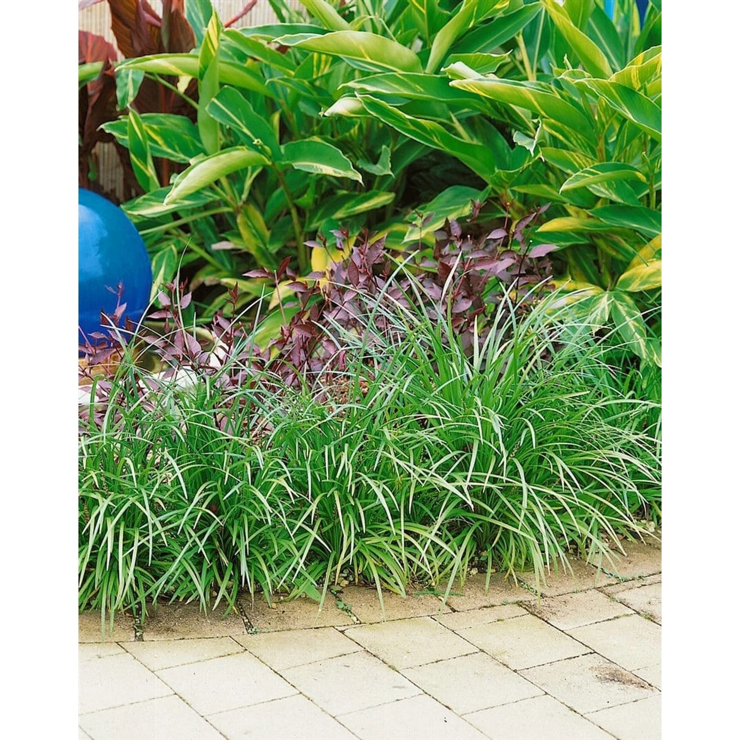 Liriope Muscari Evergreen Giant Lilientraube Ca. 9x9 cm Topf günstig online kaufen