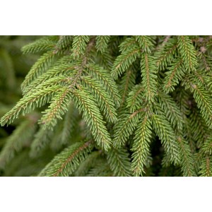 Detailaufnahme der goldgelben Nadeln einer Orientalischen Fichte (Picea Orientalis Aurea).
