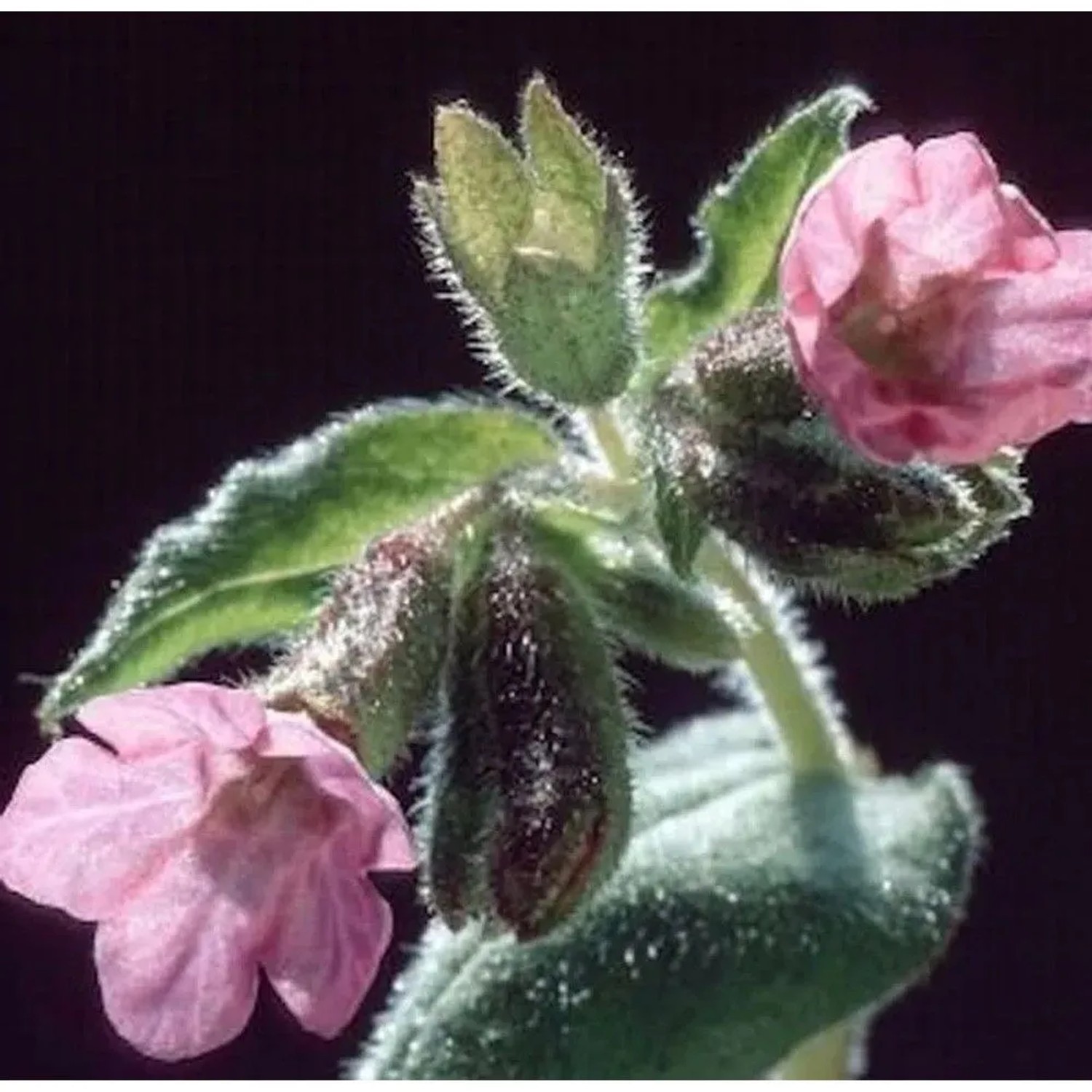 Echtes Lungenkraut Dora Bielefeld - Pulmonaria officinalis