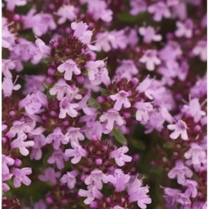Nahaufnahme von blühendem, breitblättrigem Thymian (Thymus pulegioides) mit zarten, lila Blüten.