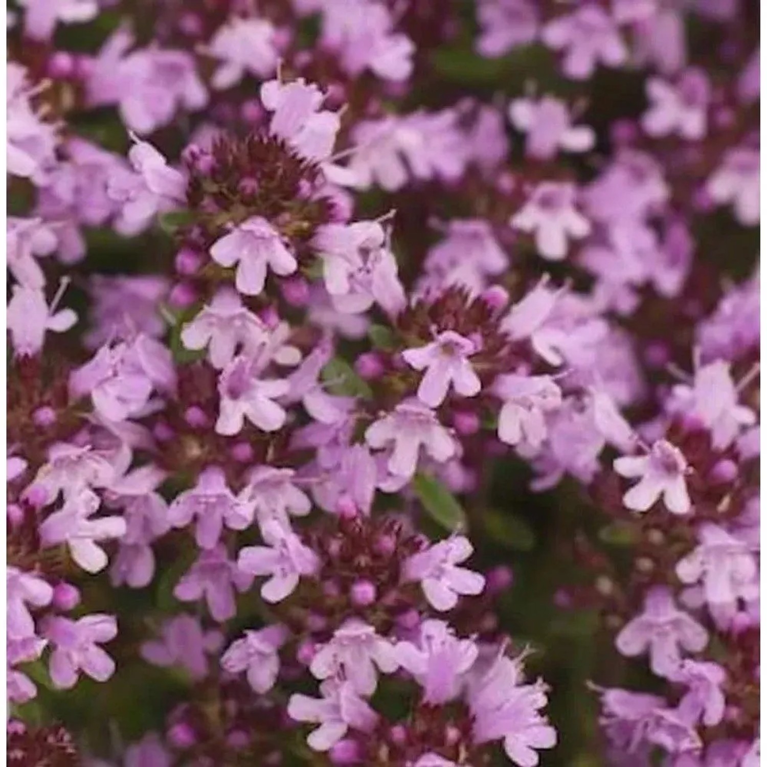 Breitblättrige Thymian - Thymus pulegioides