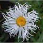 Gartenmargerite Old Court - Leucanthemum superbum