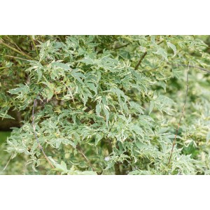 Fächerahorn 'Beni Maiko' mit grün-weiß panaschierten Blättern, Acer im Ziergarten.
