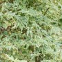 Fächerahorn 'Beni Maiko' mit grün-weiß panaschierten Blättern, Acer im Ziergarten.