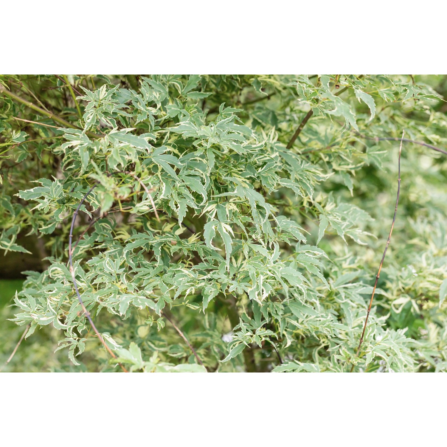 Fächerahorn 'Beni Maiko' mit grün-weiß panaschierten Blättern, Acer im Ziergarten.