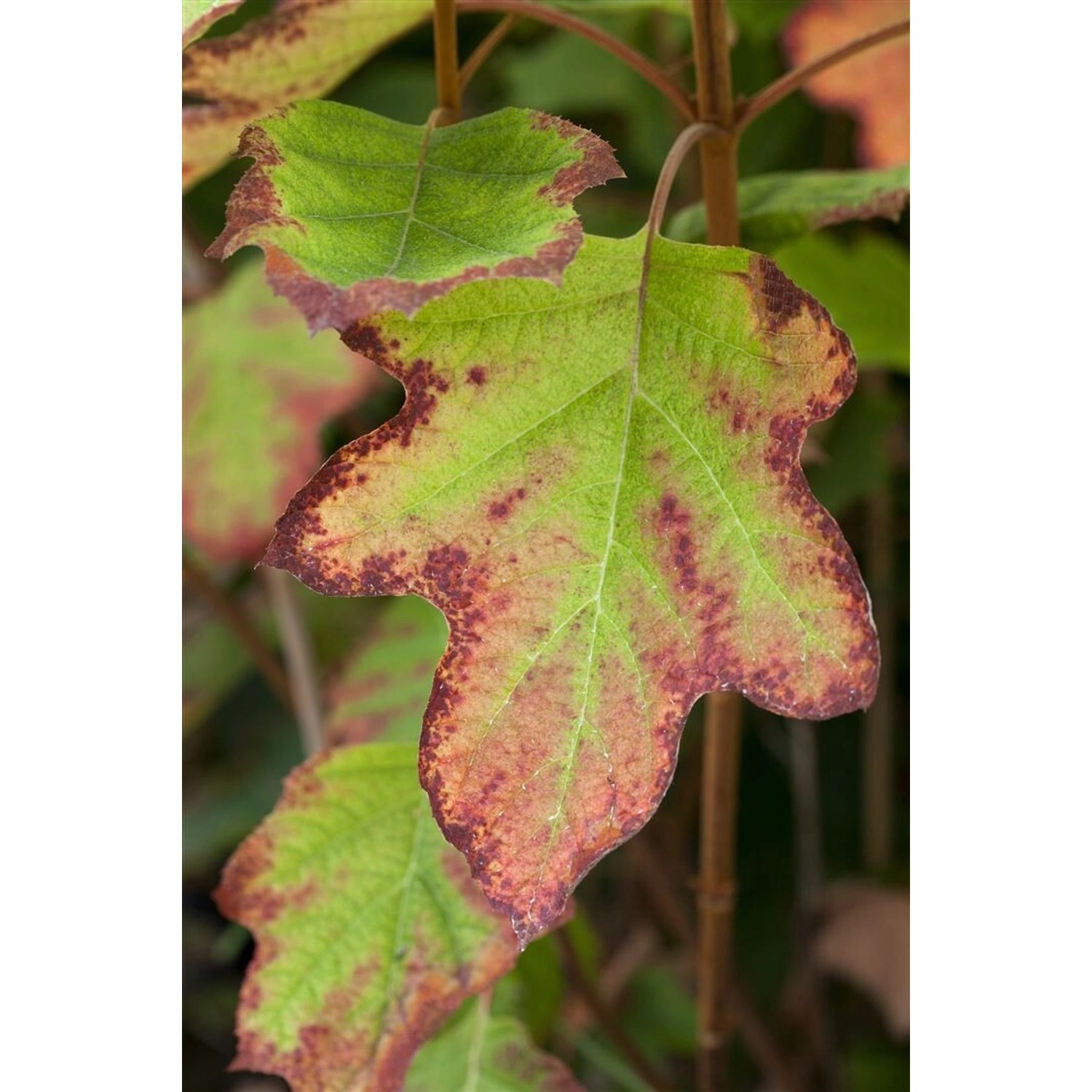 Hydrangea Quercifolia Eichenblatthortensie Black Porch 40-60 cm günstig online kaufen
