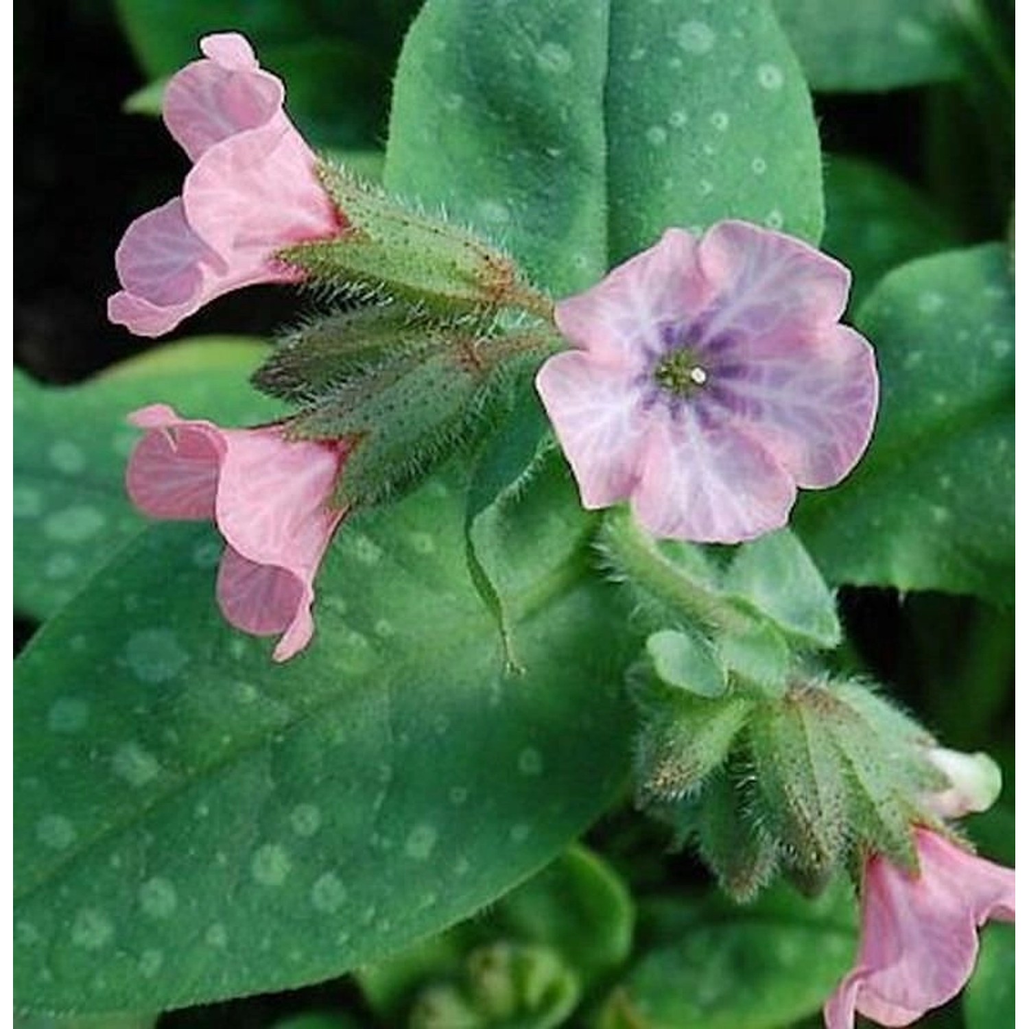 Lungenkraut Pink Dawn - Pulmonaria saccharata günstig online kaufen