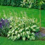 Gartenfunkie Hosta Undulata mit grün-weißen Blättern im Beet.
