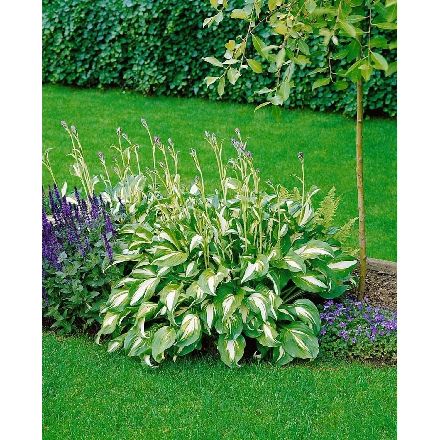 Gartenfunkie Hosta Undulata mit grün-weißen Blättern im Beet.
