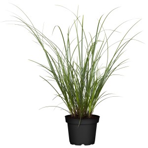 Attraktive, grüne Segge (Carex brunnea) im Topf, ca. 40 cm hoch, zur Dekoration von Beeten.