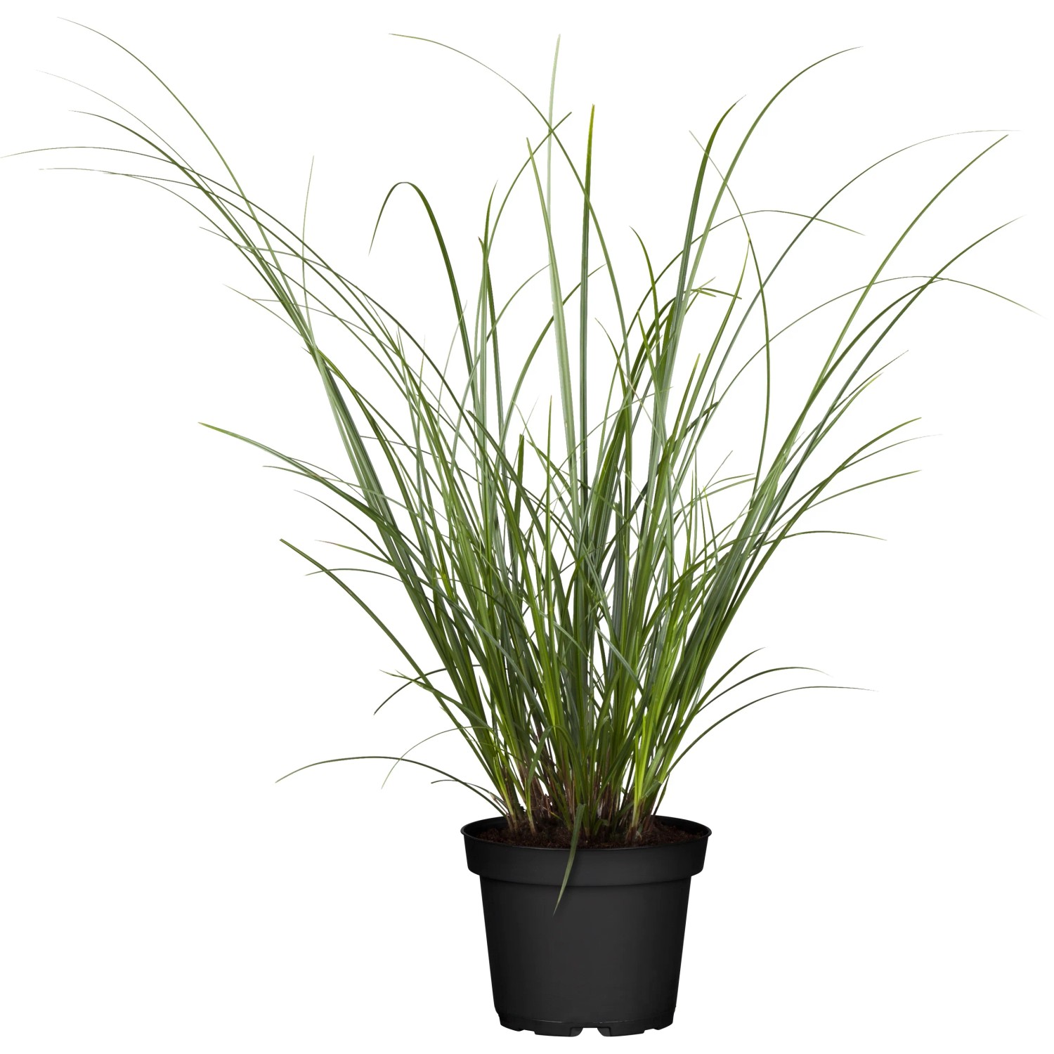 deko kränze frühling Frühlingsdeko im Garten und ein Osterhase springt auch schon durchs Bild web store