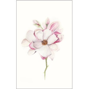 Komar Wandbild Magnolia Blossom, 50x70 cm, mit zarten rosa-weißen Blüten.