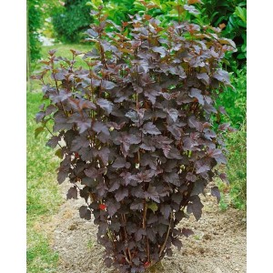 Buschige Blasenspiere 'Tiny Wine' mit dunkelroten Blättern, 40-60 cm hoch.