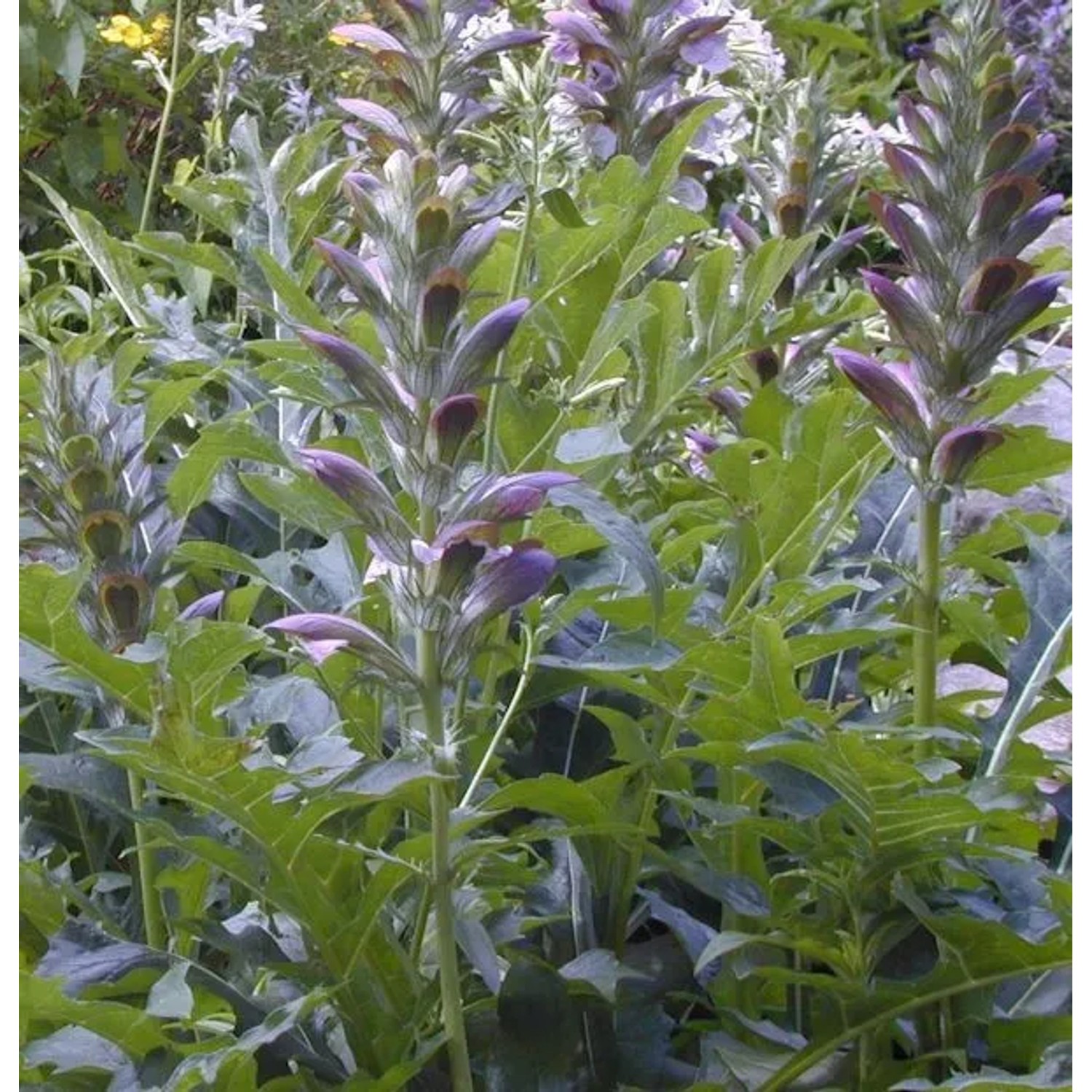 Bärenklaue - Acanthus mollis