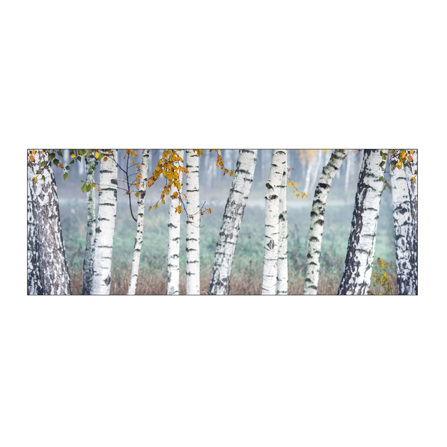 MySpotti Küchenrückwand Profix Cucina Birkenwald 160 x 60 Birken-Weiß