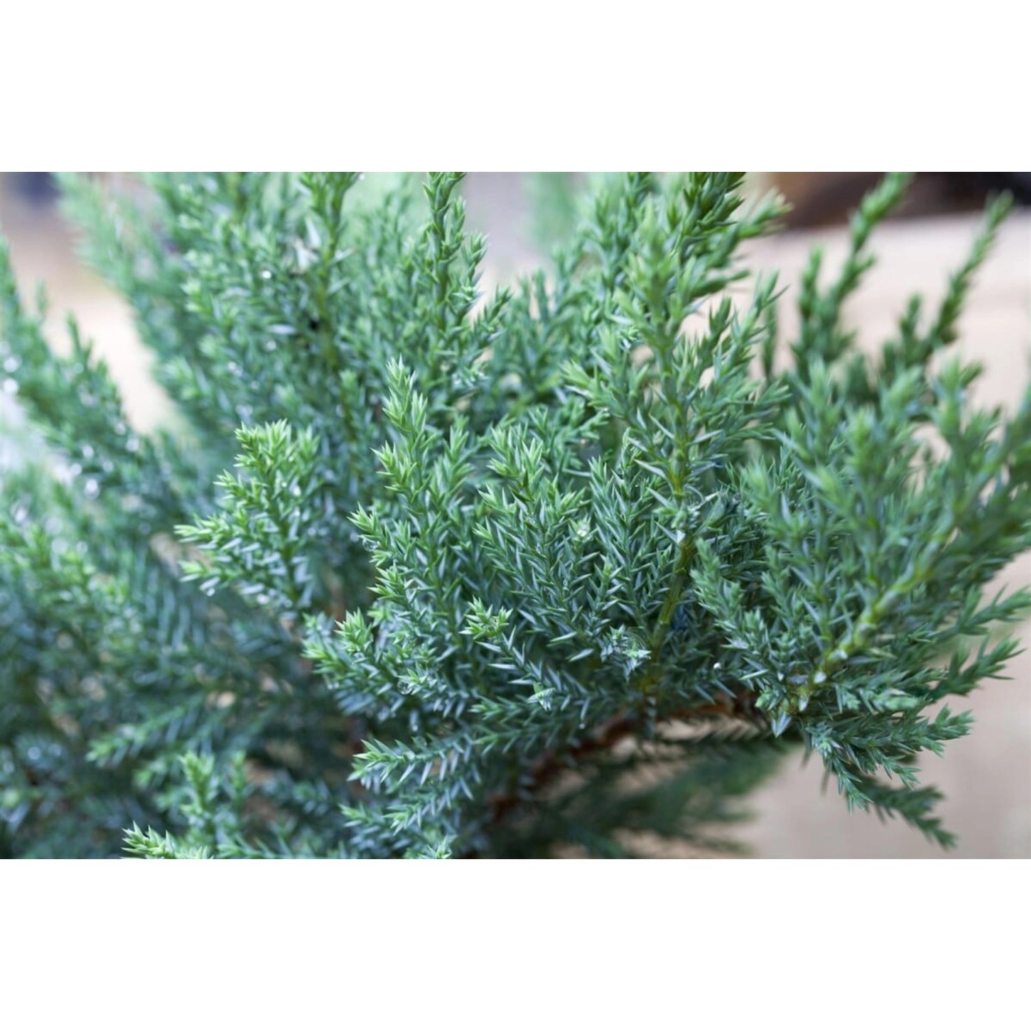 Juniperus Sabina Tam No Blight Sadebaum 30–40 cm günstig online kaufen