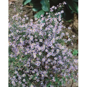 Herzblatt-Aster Ideal im Topf, lavendelblaue Blüten, bienenfreundliche Staude für Beet und Garten.