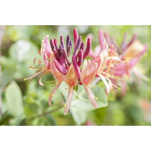 Nahaufnahme des rot-gelben Geißblatts 'Serotina', einer duftenden Kletterpflanze.