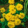 Goldgelber Sonnenhut 'Goldquelle' (Rudbeckia laciniata) im 9x9 cm Topf. Blühende Staude für sonnige Standorte.