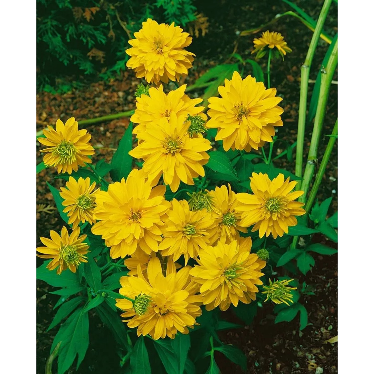 Goldgelber Sonnenhut 'Goldquelle' (Rudbeckia laciniata) im 9x9 cm Topf. Blühende Staude für sonnige Standorte.