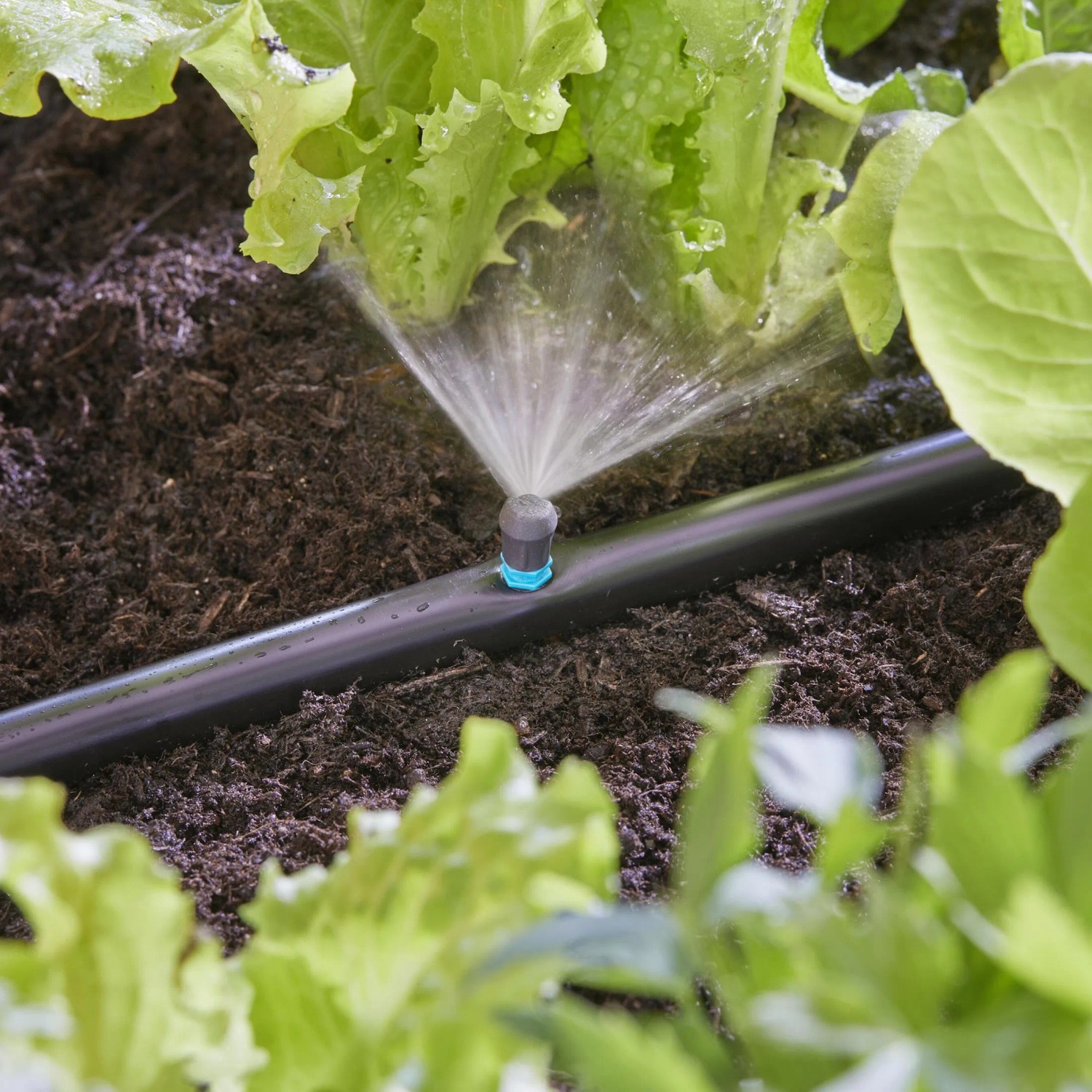Gardena Sprühdüse 90° im Einsatz: Bewässerung für Beetecken mit Micro-Drip-System.