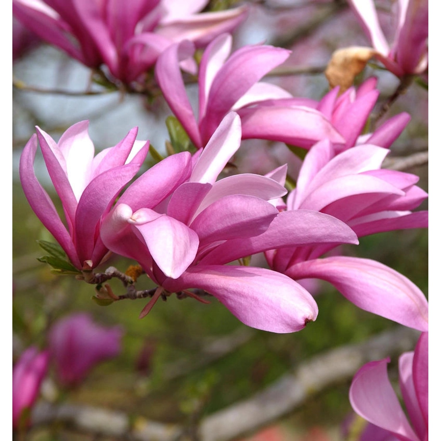 Hochstamm Niedrige Magnolie Betty 80-100cm - Magnolia liliiflora günstig online kaufen