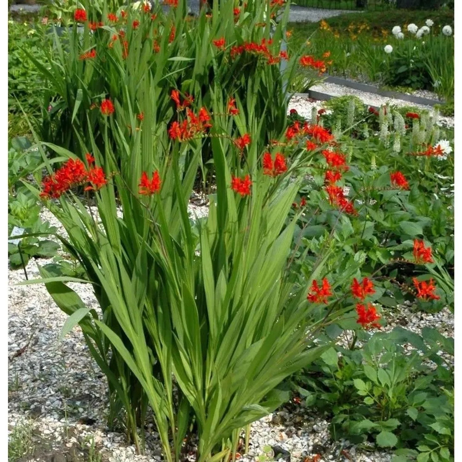 Garten Monbretie Red King - Crocosmia crocosmiiflora