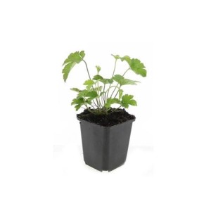 Exotenherz Herbst-Anemone 'Robustissima' im 9cm Topf, Zierstaude für den Bodendecker.