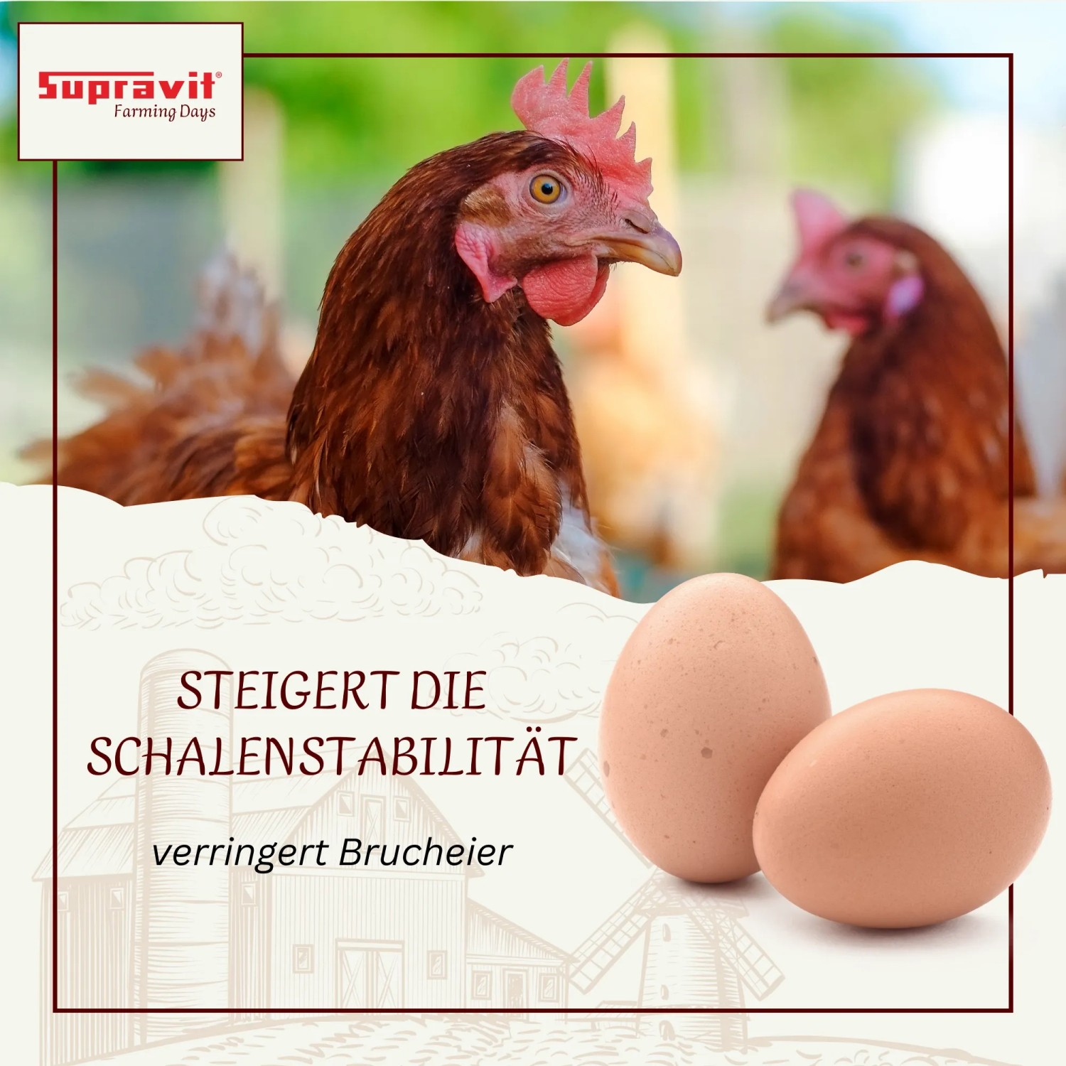 Supravit Kalkgrit für Hühner Futterkalk Ergänzungsfutter_3