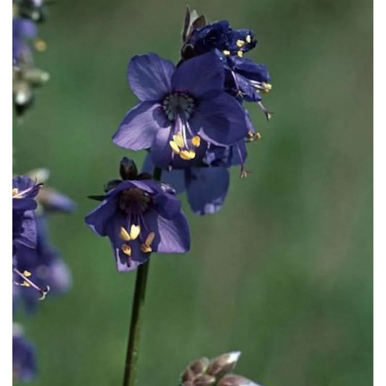 Blaue Himmelsleiter - Polemonium caeruleum